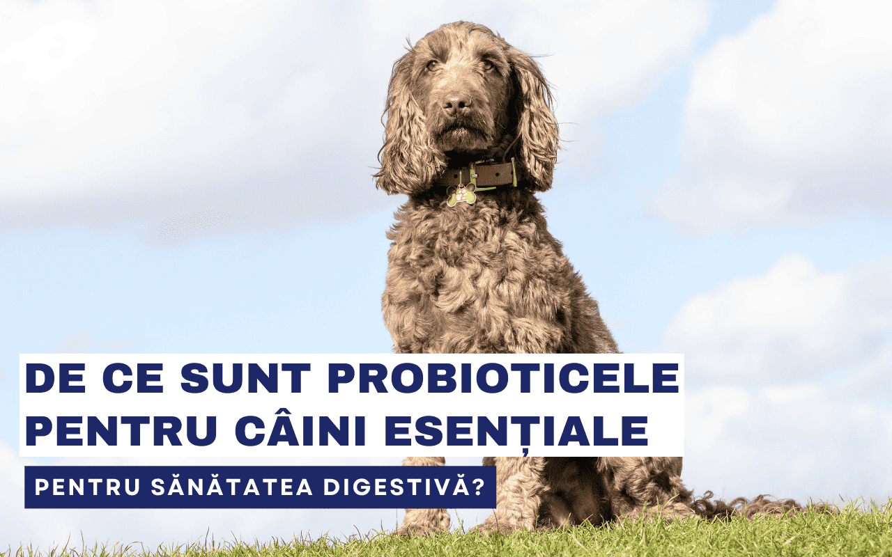 De-ce-sunt-probioticele-pentru-caini-esen_iale-pentru-sanatatea-digestiva