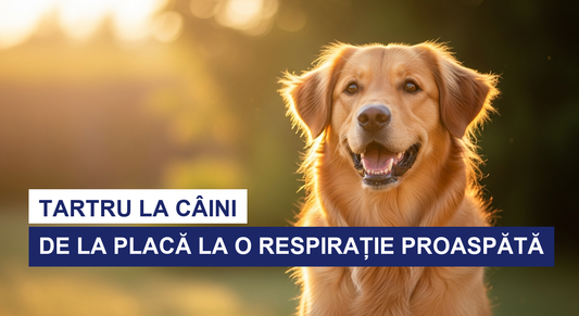 Tartru la câini: de ce apare și ce funcționează cu adevărat