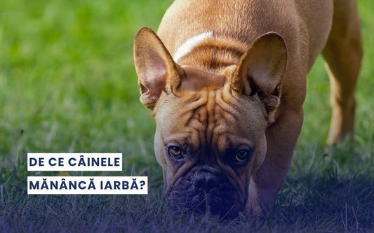 De ce câinele mănâncă iarbă