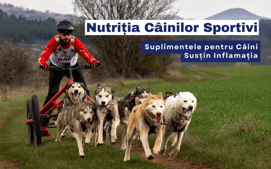 Nutritia-câinilor-sportivi-suplimente-caine