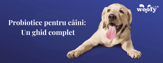 Probiotice-pentru-câini-Un-ghid-complet-woofy-lab