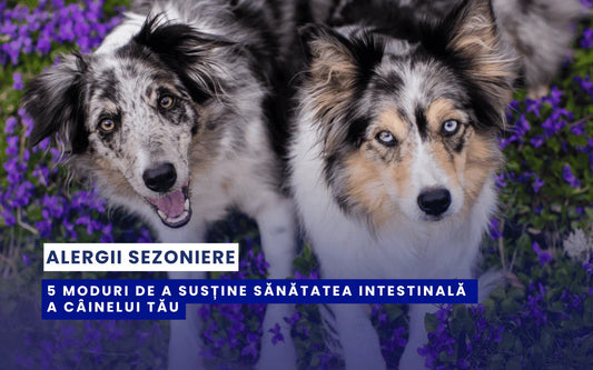 woofylab-alergii-sezoniere-caini-sanatate-intestinala