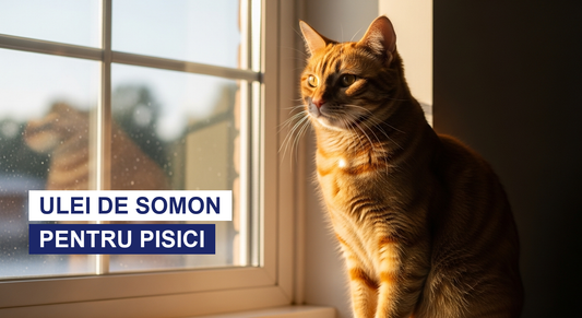 Ulei de somon pentru pisici: beneficii și doza corectă