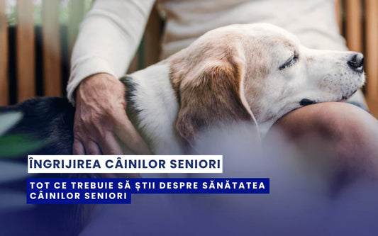 sănătatea câinilor seniori