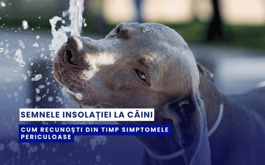 Semnele insolației la câini