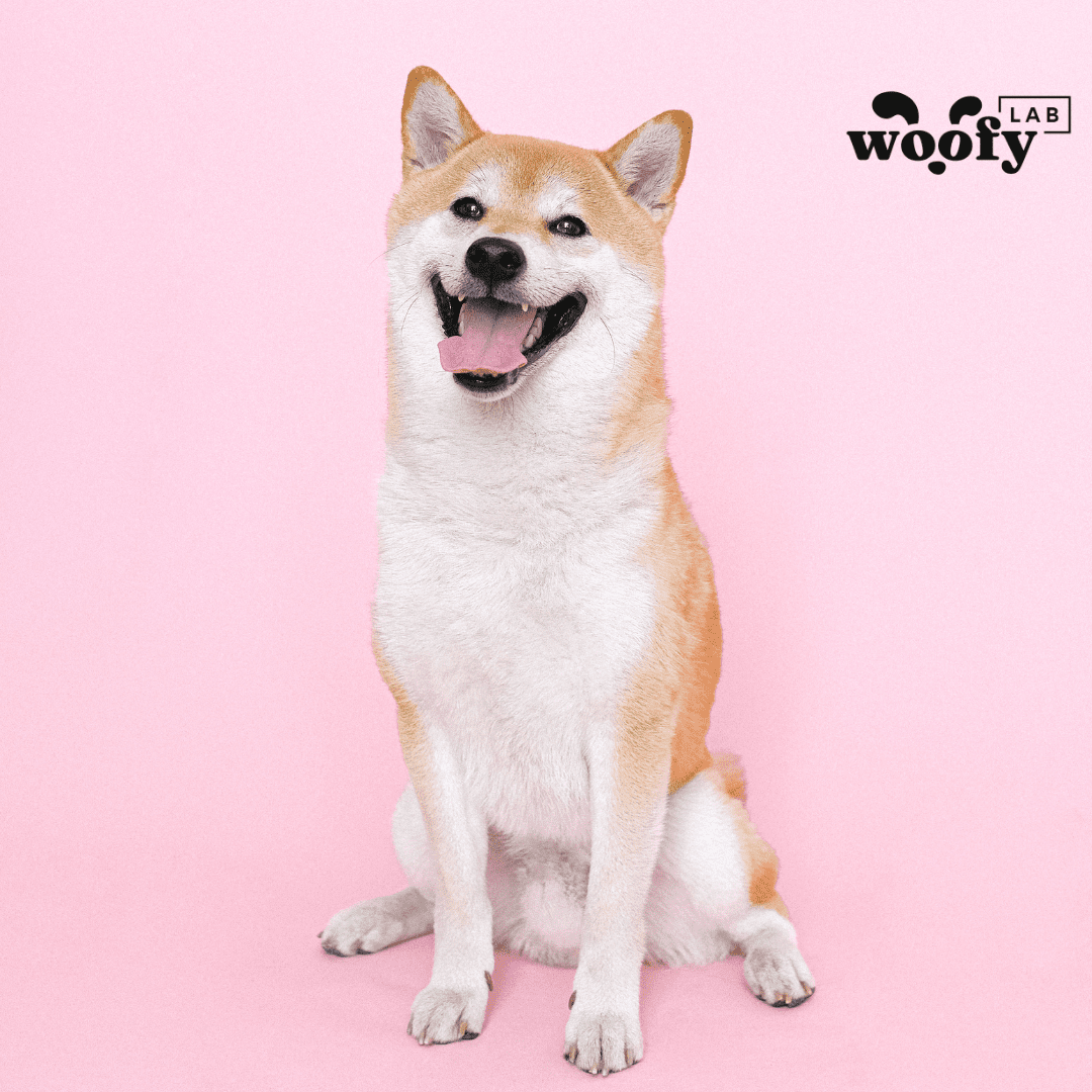 Suplimente-nutritive-caini-woofy-lab