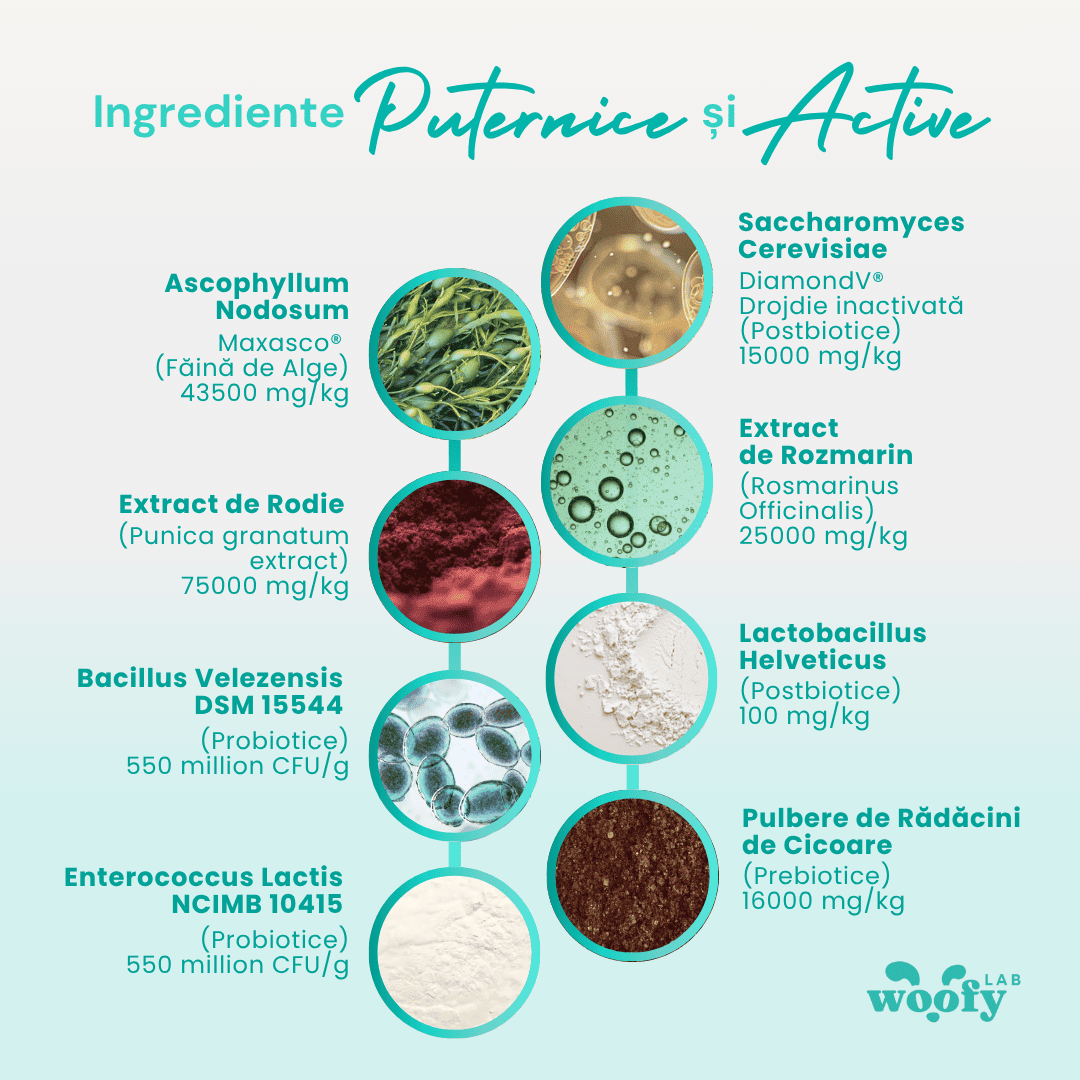 ingrediente-dental-woofylab